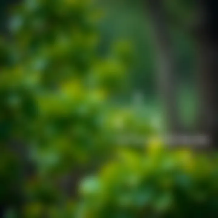 Diagram illustrating the structure of an optimal binary search tree with nodes and weighted paths